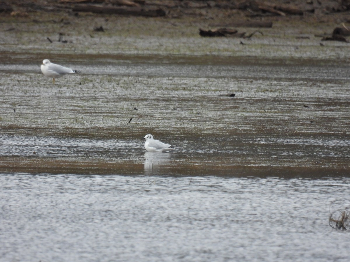 Bonaparte's Gull - ML644478710