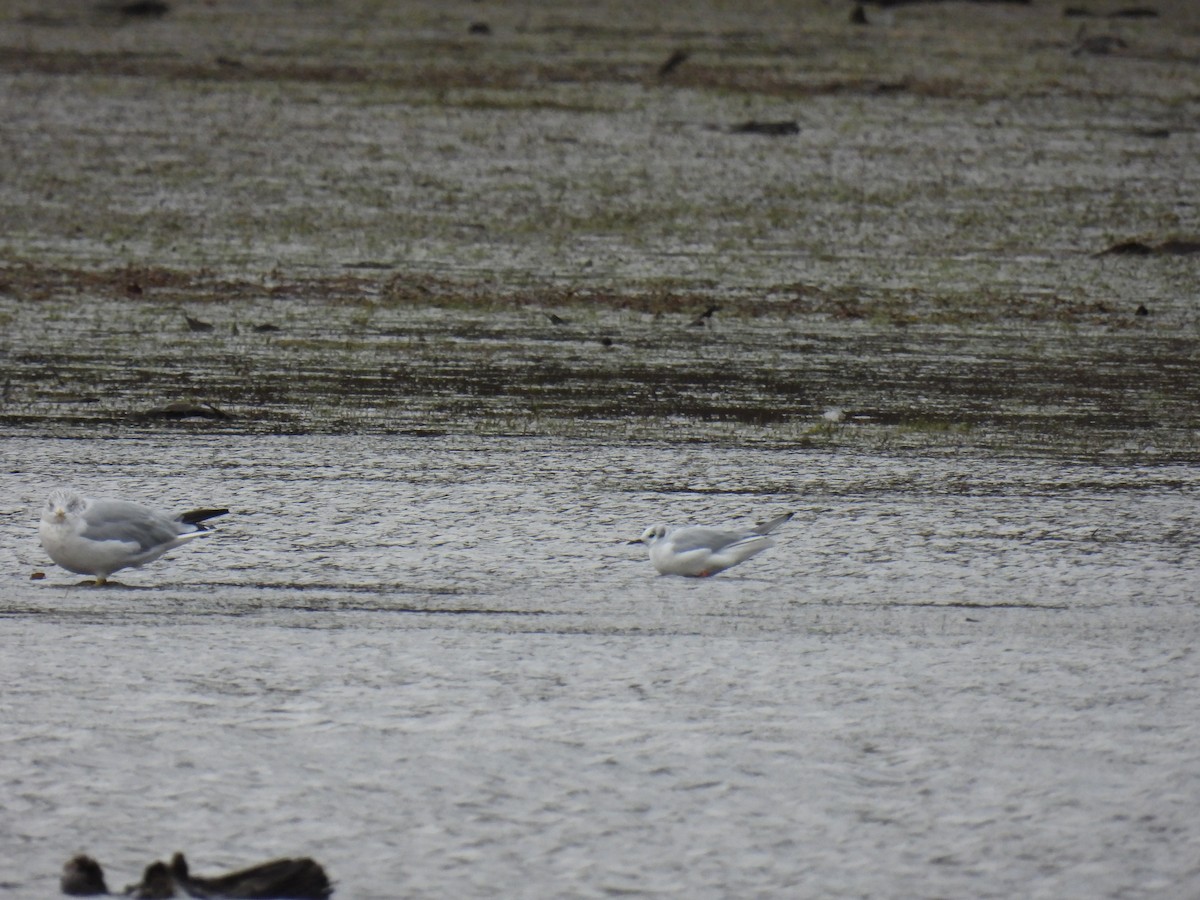 Bonaparte's Gull - ML644478711
