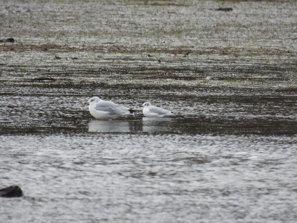 Bonaparte's Gull - ML644478712