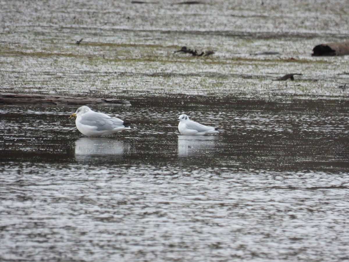Bonaparte's Gull - ML644478713
