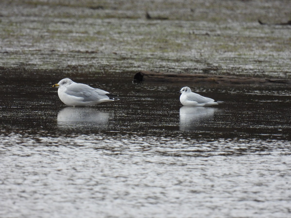 Bonaparte's Gull - ML644478714