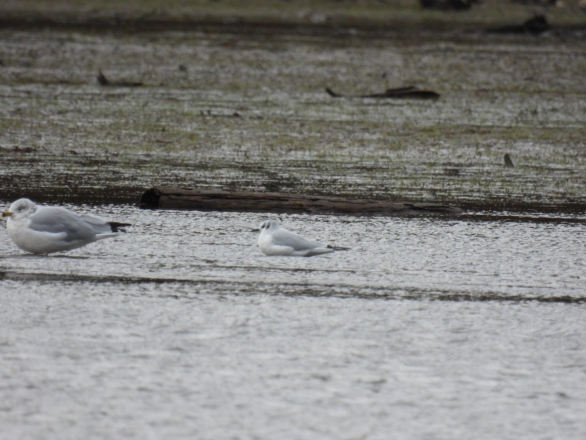 Bonaparte's Gull - ML644478715