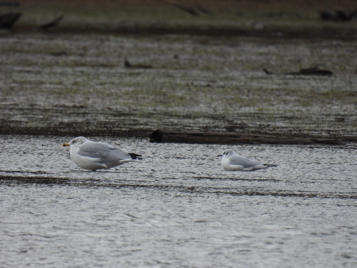 Bonaparte's Gull - ML644478717