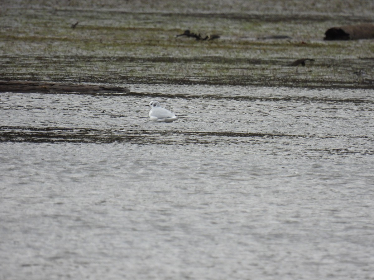 Bonaparte's Gull - ML644478719