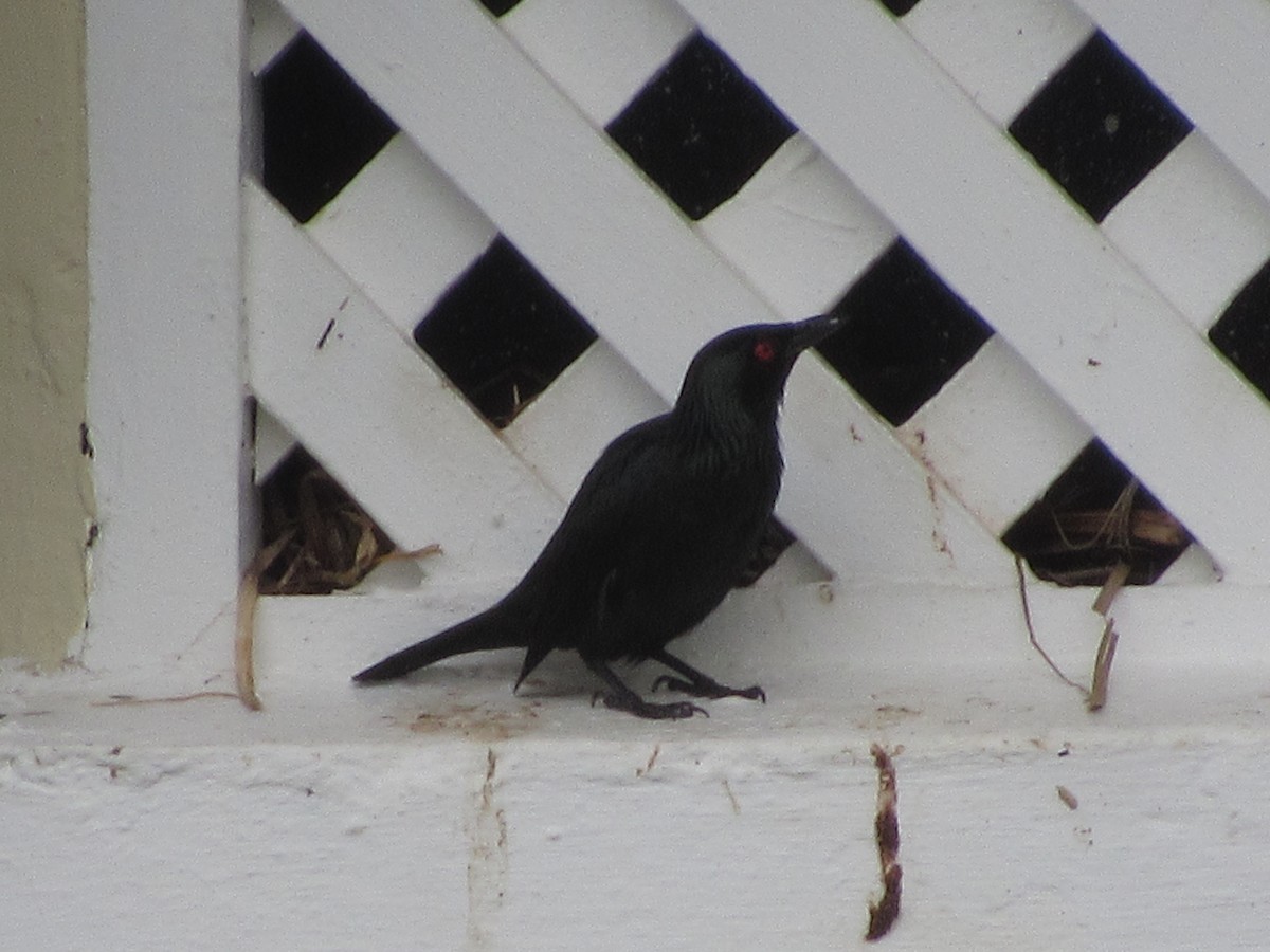 Malay Sığırcığı - ML644478720