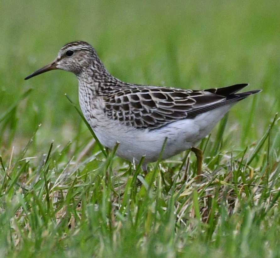 Pectoral Sandpiper - ML644478721