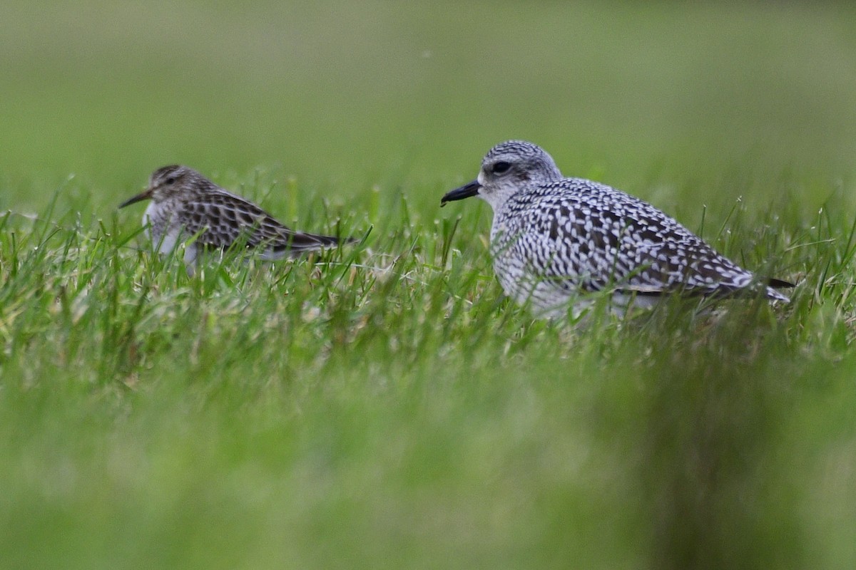 Pectoral Sandpiper - ML644478722