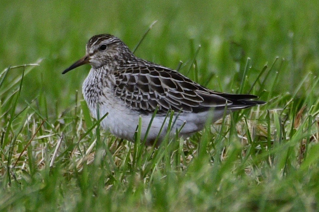 Pectoral Sandpiper - ML644478723
