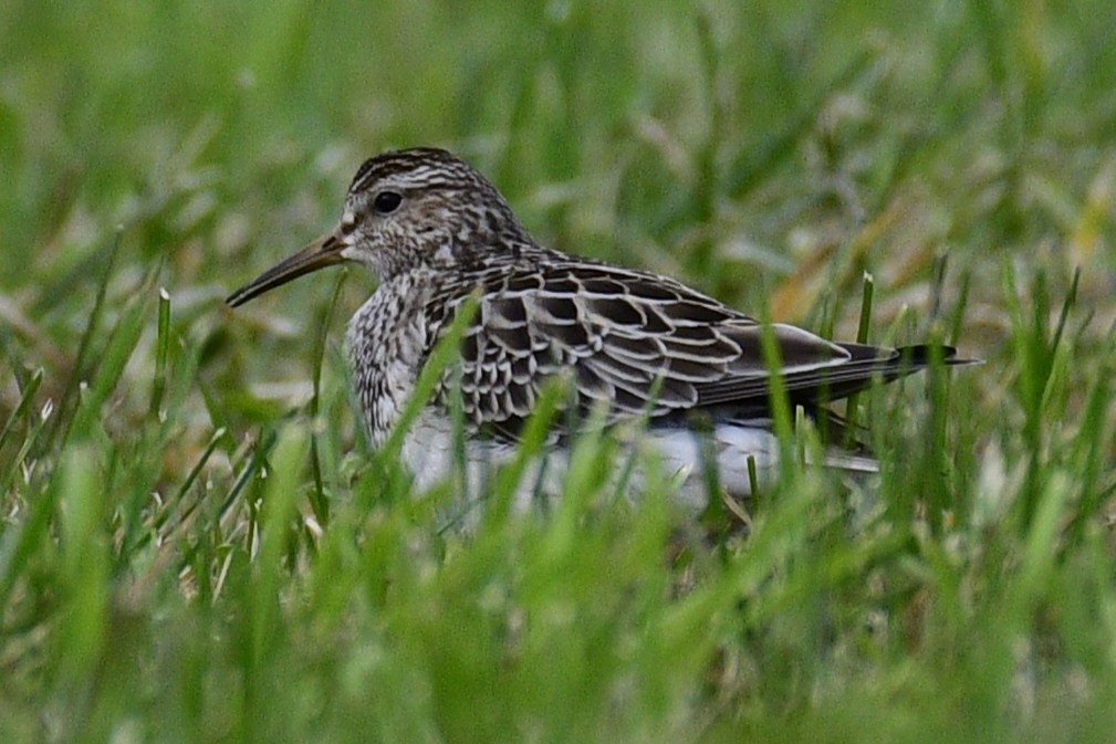 Pectoral Sandpiper - ML644478724