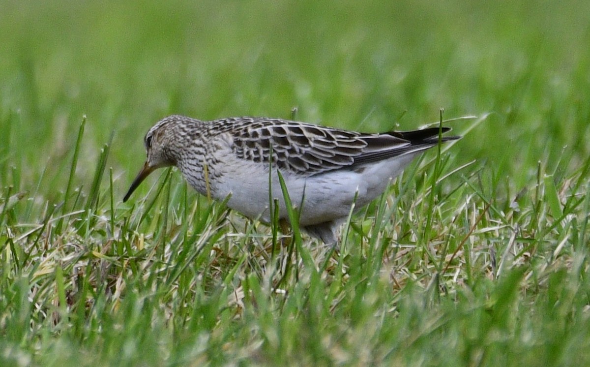 Pectoral Sandpiper - ML644478725