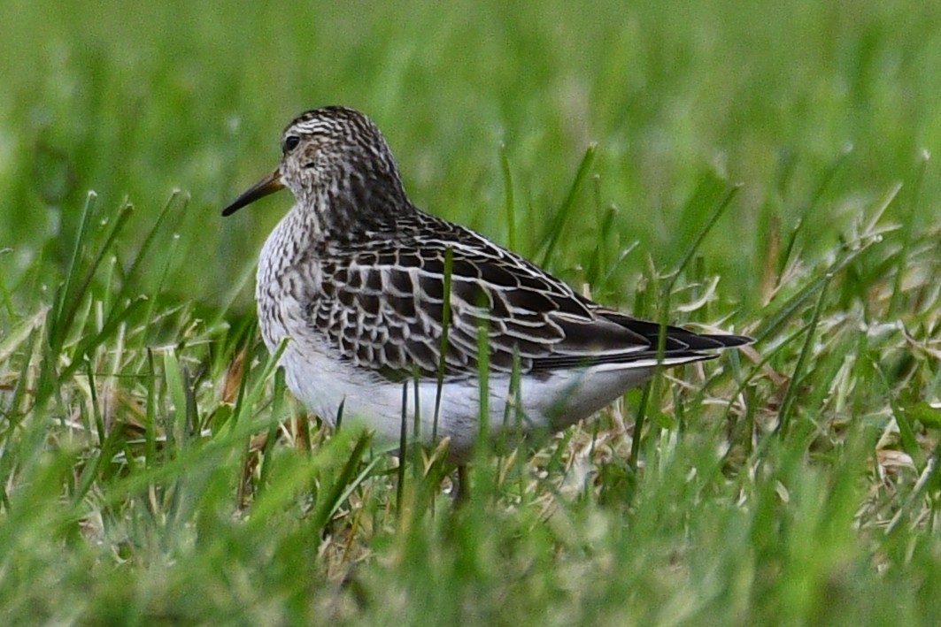 Pectoral Sandpiper - ML644478726