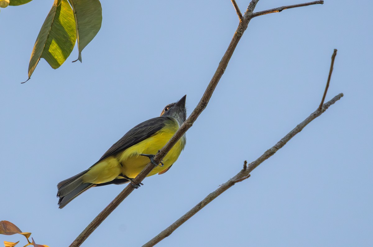 Sulphury Flycatcher - ML644478727