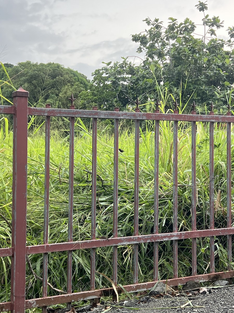 Cici verdinère - ML644478730