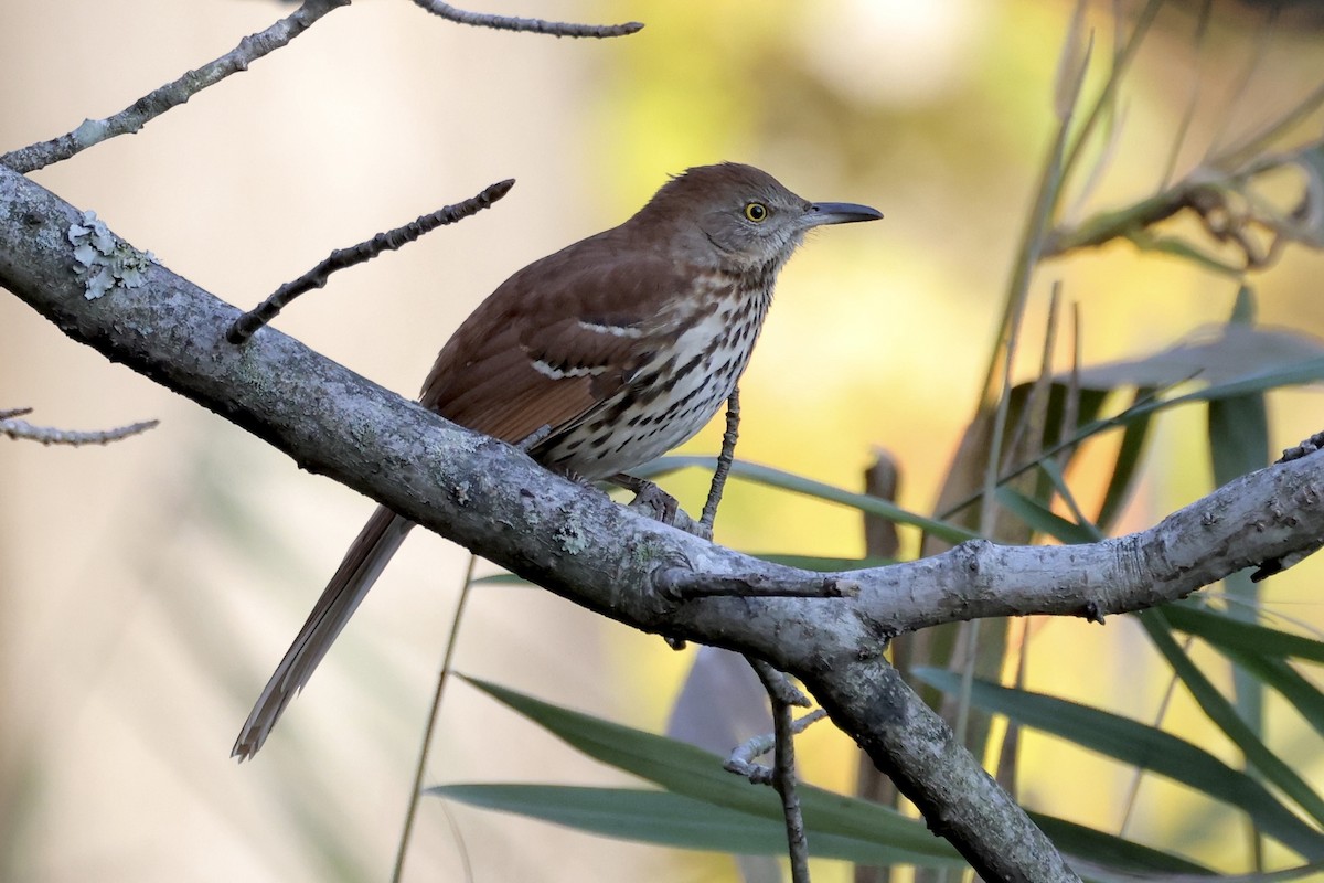 Moqueur roux - ML644478733