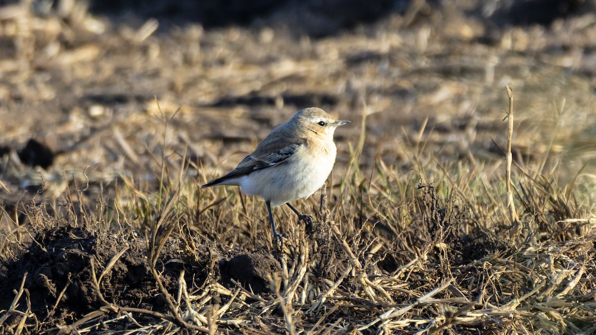 Northern Wheatear - ML644478740