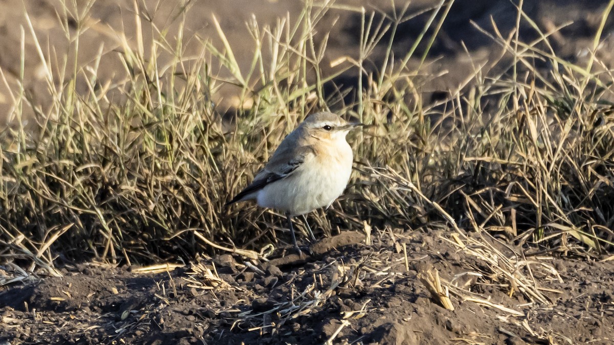 Northern Wheatear - ML644478741