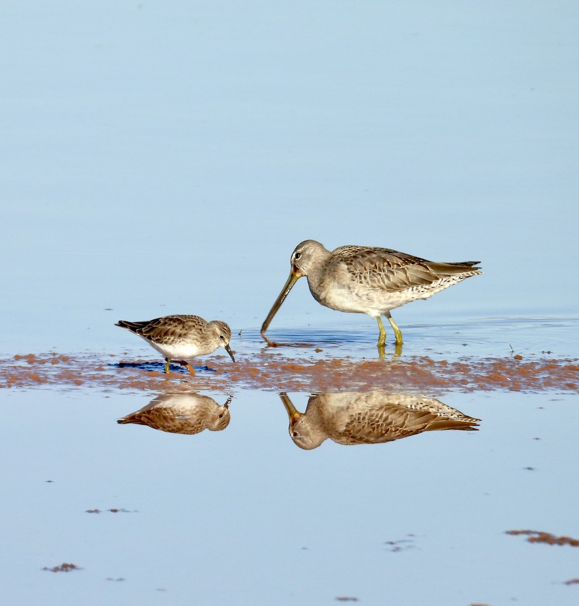 Long-billed Dowitcher - ML644478781
