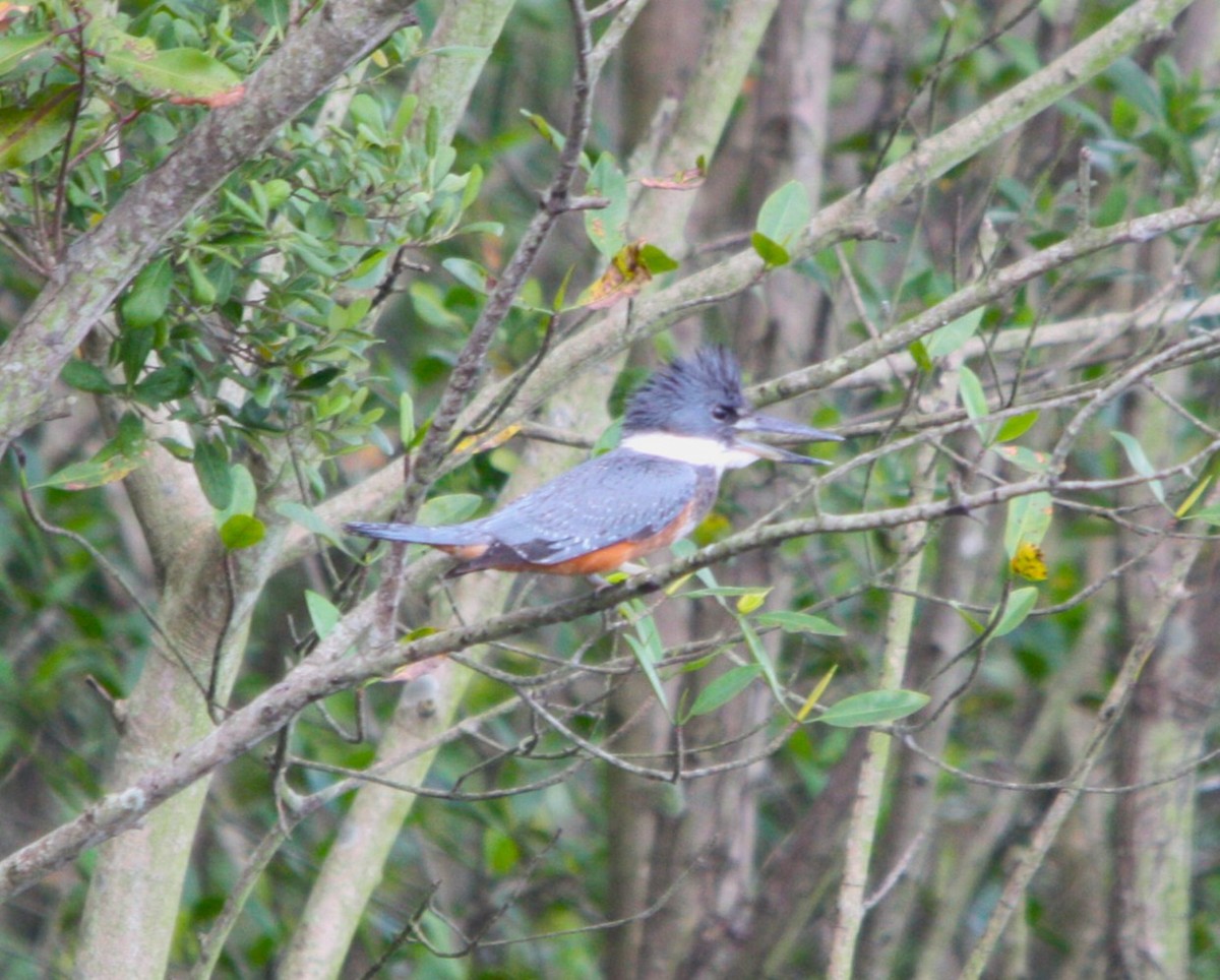 Ringed Kingfisher - ML644478786