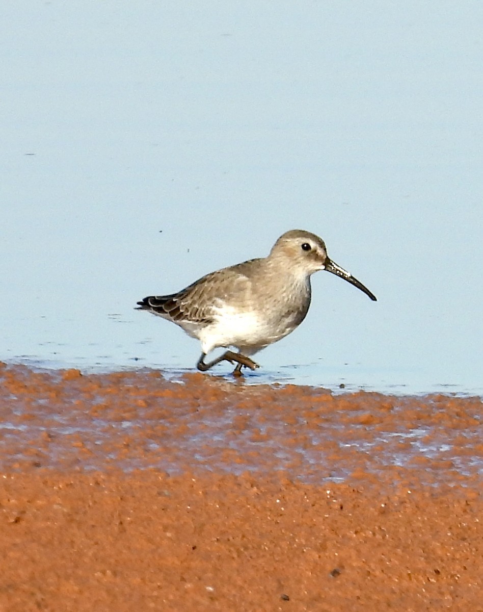 Dunlin - ML644478793