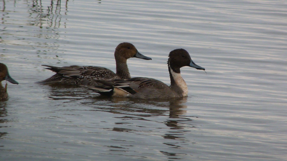 Шовтгор алаг нугас - ML644478796