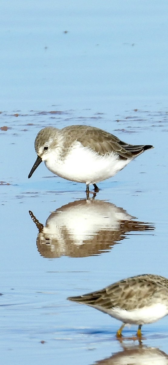 Western Sandpiper - ML644478816