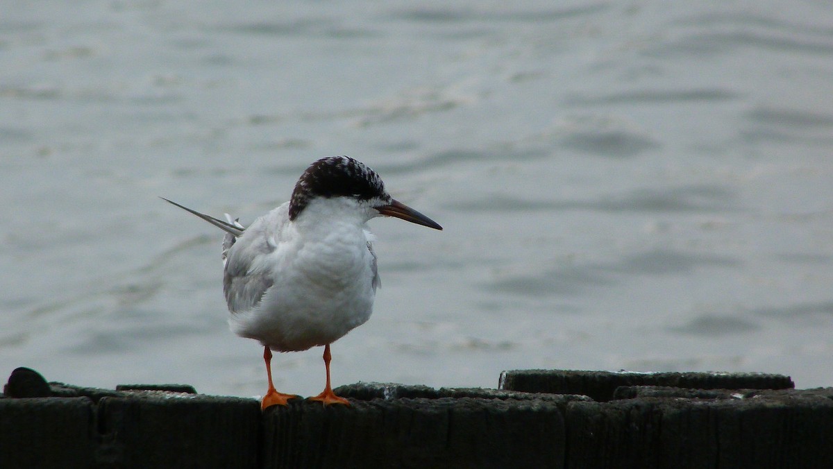 Эгэл хараалай - ML644478828