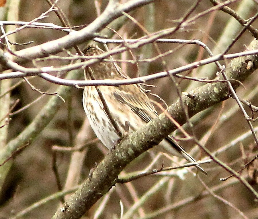 Бор шувууны багын тодорхойгүй зүйл - ML644478830