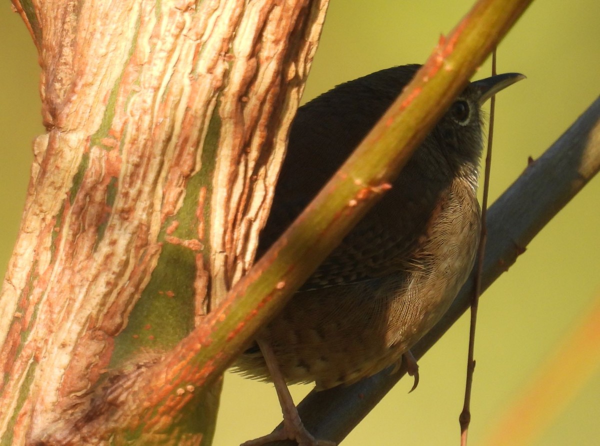 Chochín Criollo Norteño - ML644478831