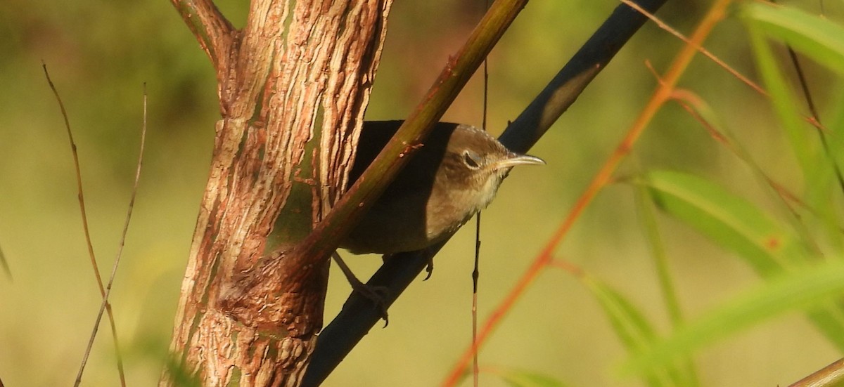 Chochín Criollo Norteño - ML644478832