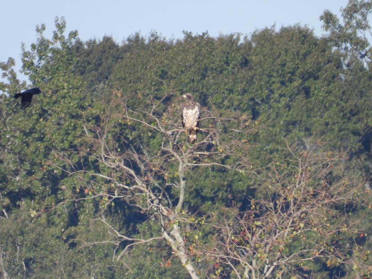 Bald Eagle - ML644478840