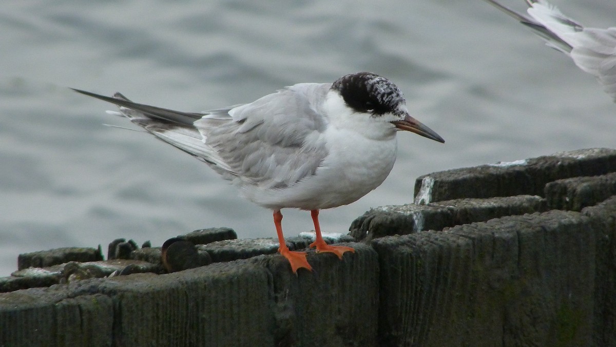 Forster's Tern - ML644478842