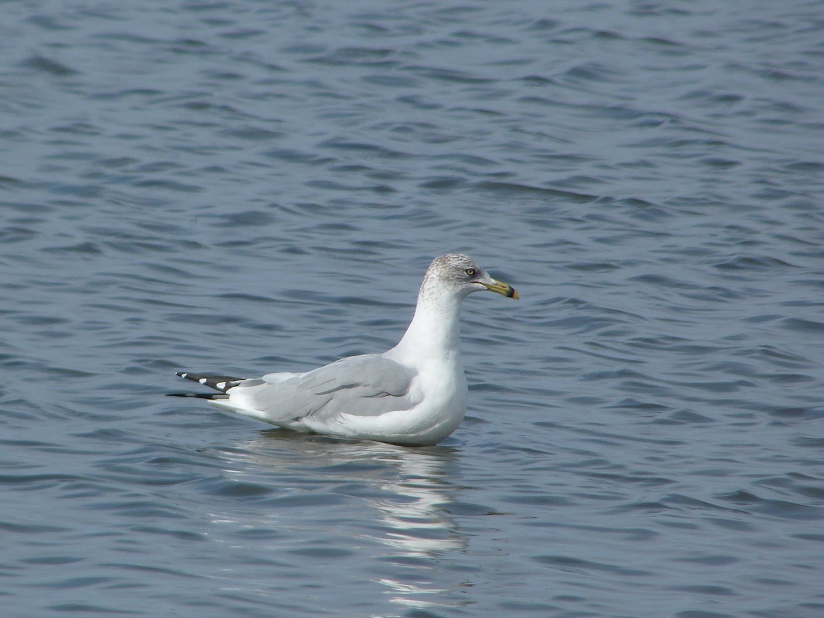 American Herring Gull - ML644478853