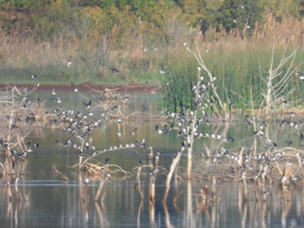 Tree Swallow - ML644478861