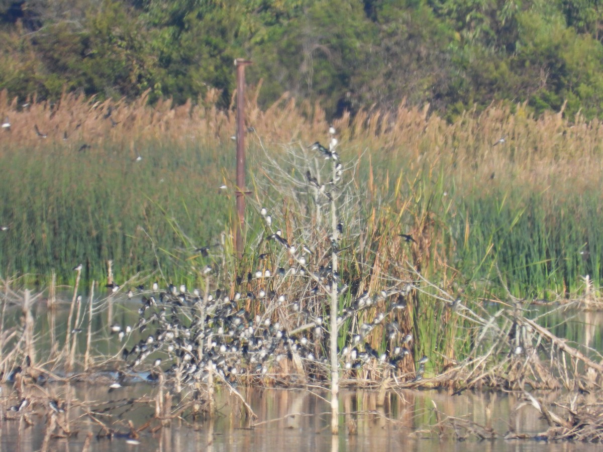 Tree Swallow - ML644478862