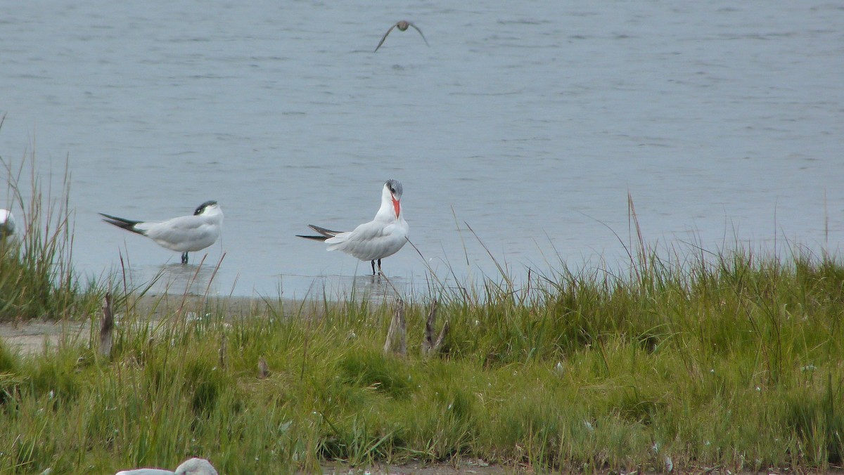 Морин хараалай - ML644478867