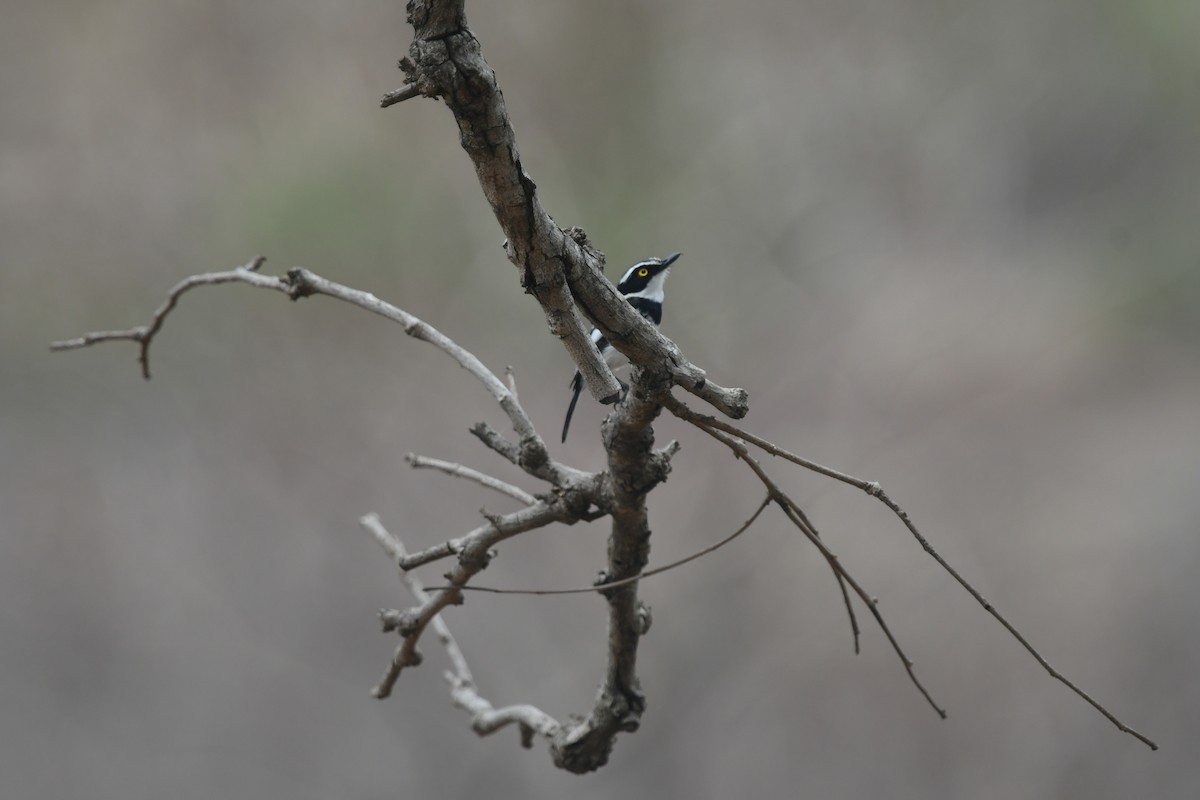 Senegal Batis - ML644478870