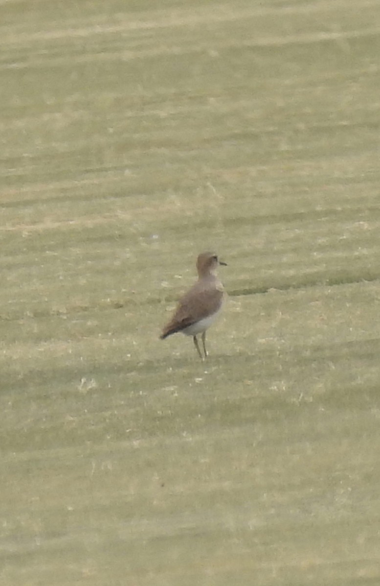 prærielo - ML644478871