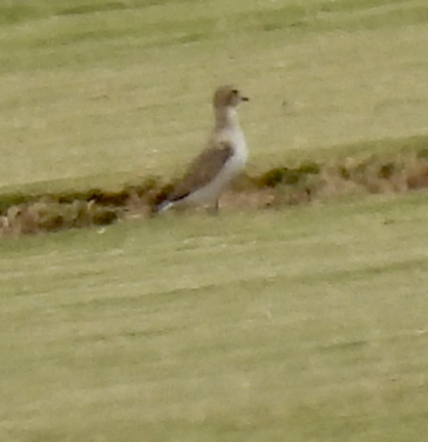 prærielo - ML644478872