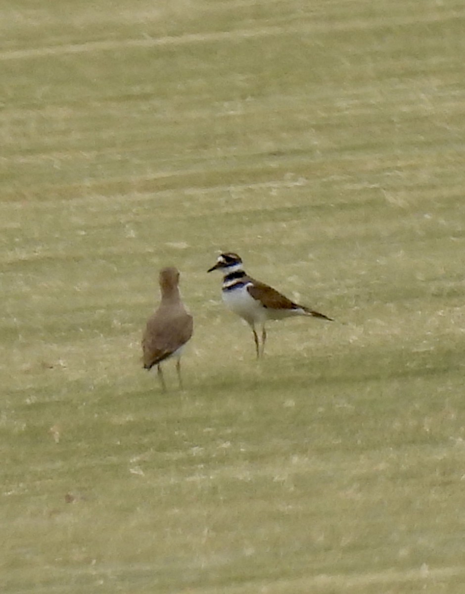 prærielo - ML644478873