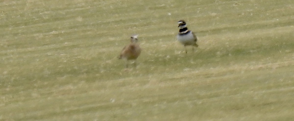 prærielo - ML644478874