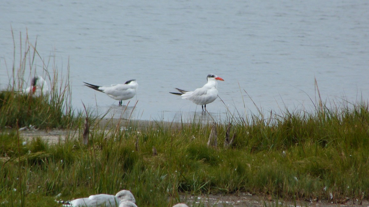 Морин хараалай - ML644478879