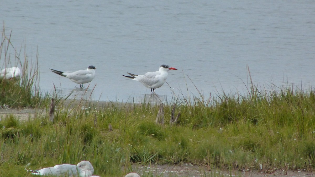 Морин хараалай - ML644478888