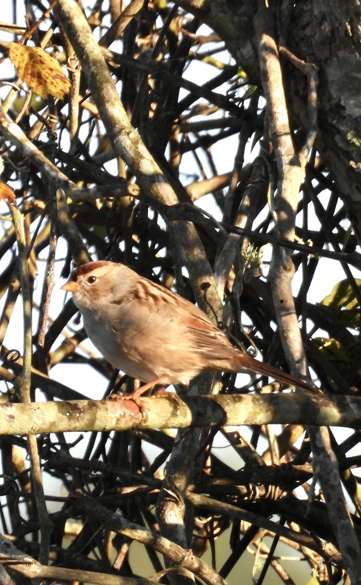 White-crowned Sparrow - ML644478891