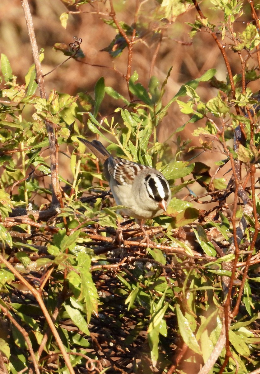 White-crowned Sparrow - ML644478892