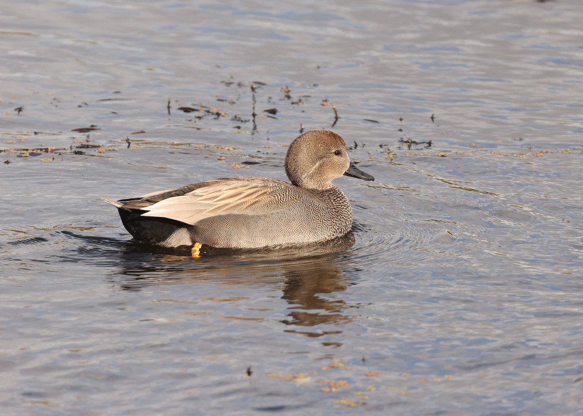Gadwall - ML644478897