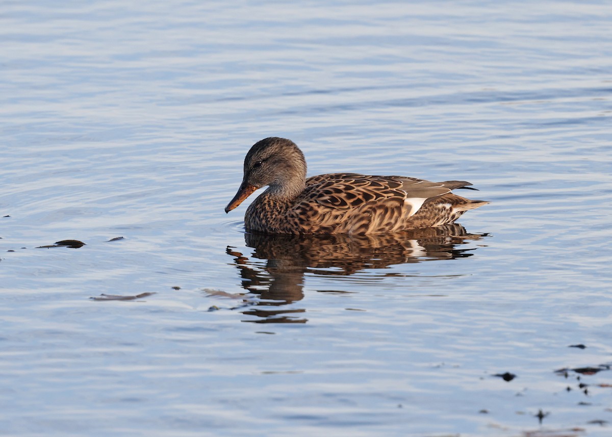 Gadwall - ML644478898