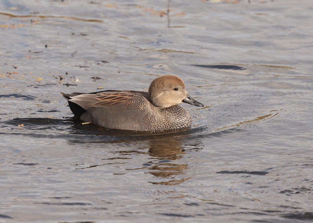 Gadwall - ML644478899