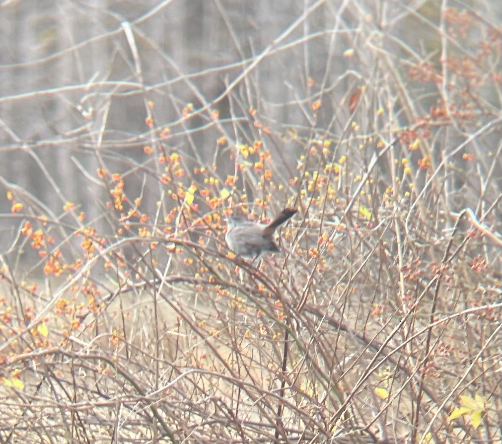 Gray Catbird - ML644478903