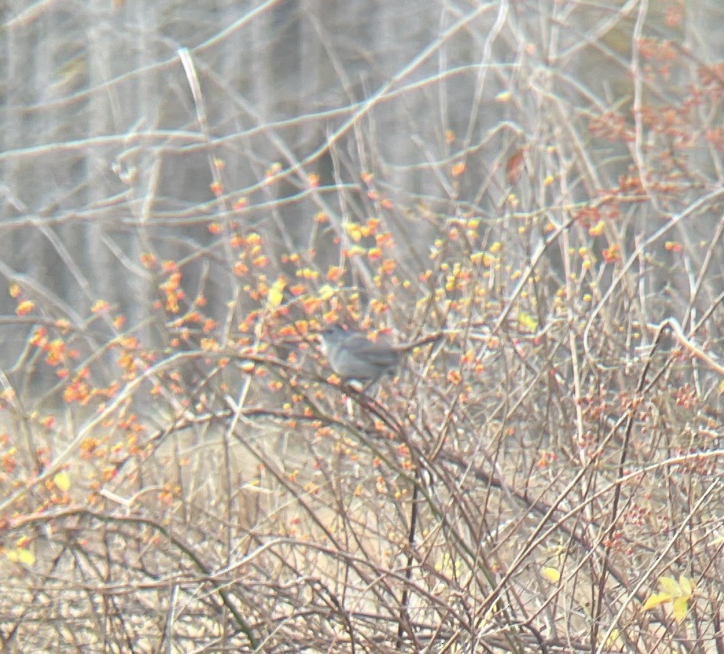 Gray Catbird - ML644478904