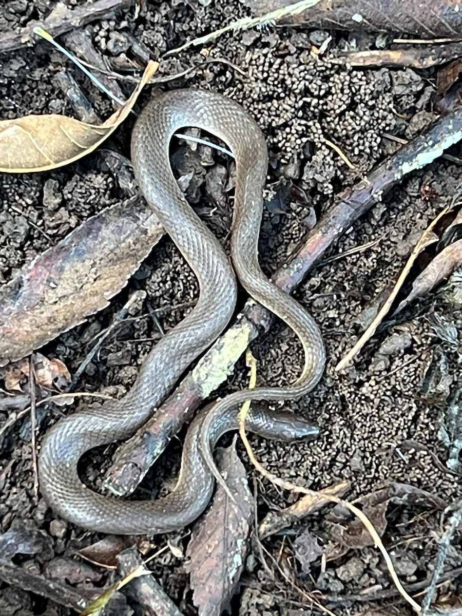 Rough Earthsnake - ML644478912